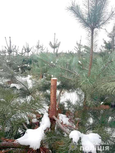 На Полтавщині поліція зупинила незаконну вирубку ялинок