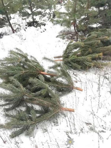 На Полтавщині поліція зупинила незаконну вирубку ялинок