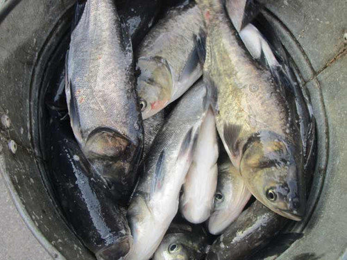 У водойми Полтавської області вселили майже 26 тонн риби