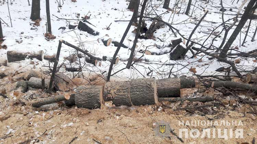 На Полтавщині поліцейські виявили незаконну вирубку дерев На Полтавщині поліцейські виявили незаконну вирубку дерев