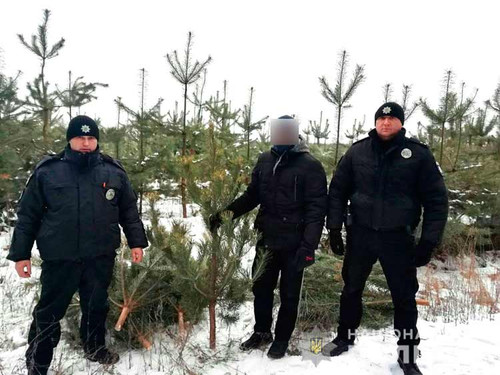 На Полтавщині поліція зупинила незаконну вирубку ялинок