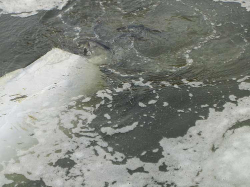 У водойми Полтавської області вселили майже 26 тонн риби