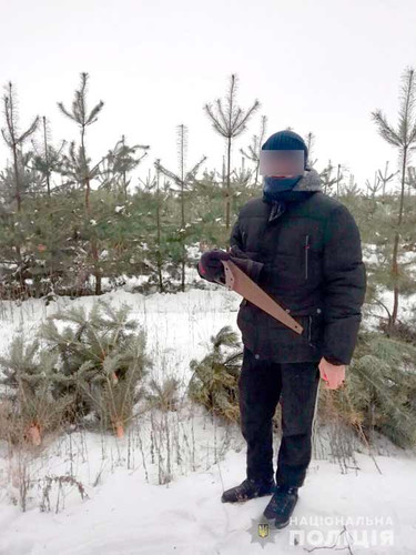 На Полтавщині поліція зупинила незаконну вирубку ялинок
