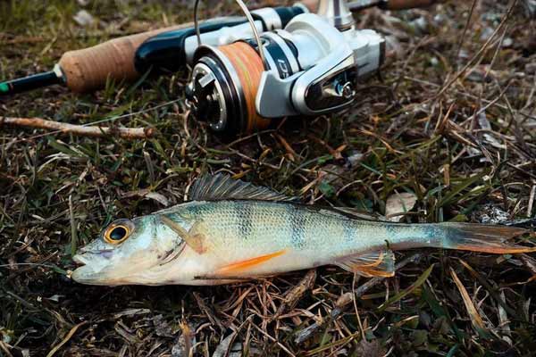 З 1 квітня заборонено добувати водні біоресурси