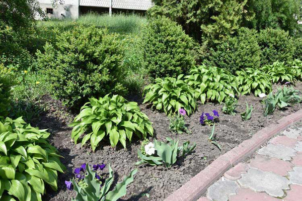 У Пирятині розпочато роботи з озеленення міста У Пирятині розпочато роботи з озеленення міста