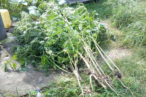 У Лубнах поліція викрила містян у зберіганні канабісу та вирощуванні конопель