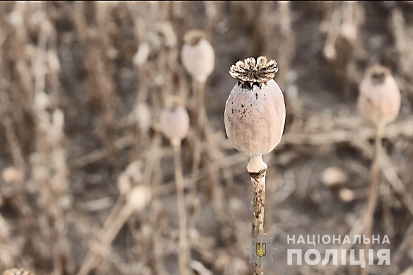 На Полтавщині триває процедура знищення 240 га опійного маку