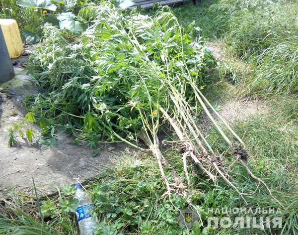 Ззберіганні канабісу та вирощуванні конопель Ззберіганні канабісу та вирощуванні конопель