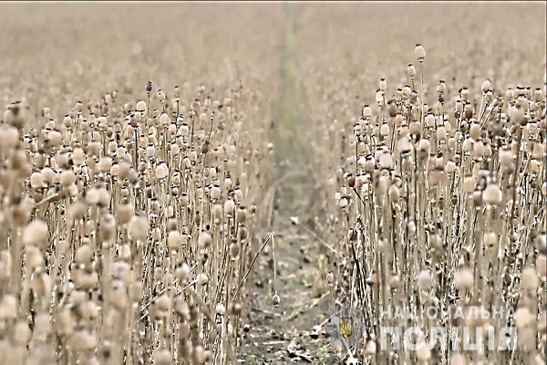 На Полтавщині триває процедура знищення 240 га опійного маку