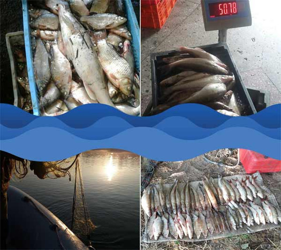 За липень інспектори Полтавського рибпатруля викрили 270 порушень