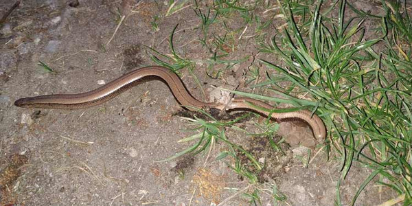 На Полтавщині зняли величезну ящірку, схожу на змію