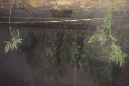  На Лубенщині правоохоронці на присадибній ділянці жителя району виявили рослини <b>коноплі</b> 