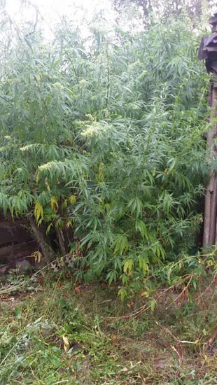 Операція « Мак – 2019» на Полтавщині