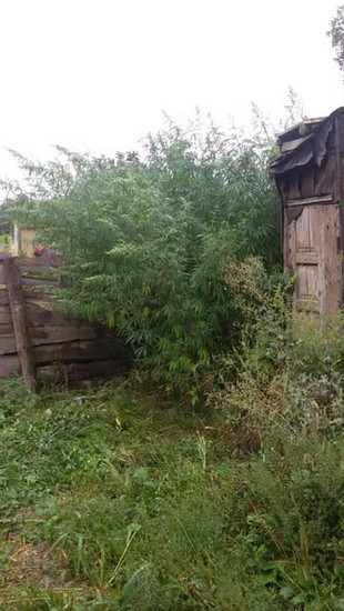 Операція « Мак – 2019» на Полтавщині