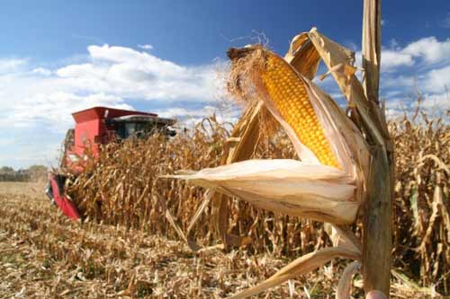 Аграрії Полтавщини намолотили п’ять мільйонів тонн зернових культур
