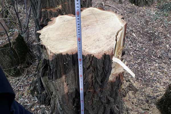 На Полтавщині затримали лісового іноземця-браконьєра