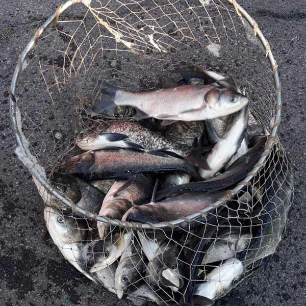 У водойми Полтавщини вселили більше 6 тонн водних біоресурсів