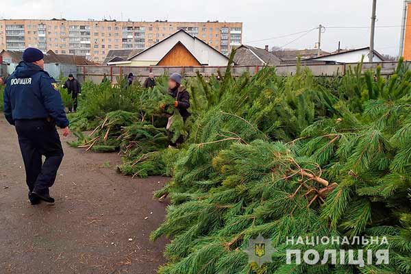 На Полтавщині поліція вилучила ялинок на суму понад 40 тисяч гривень