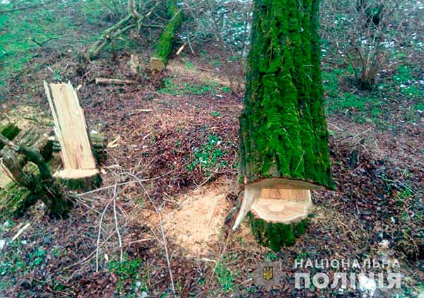  На Полтавщині поліція розслідує два факти незаконної <b>порубки</b> <b>дерев</b> 