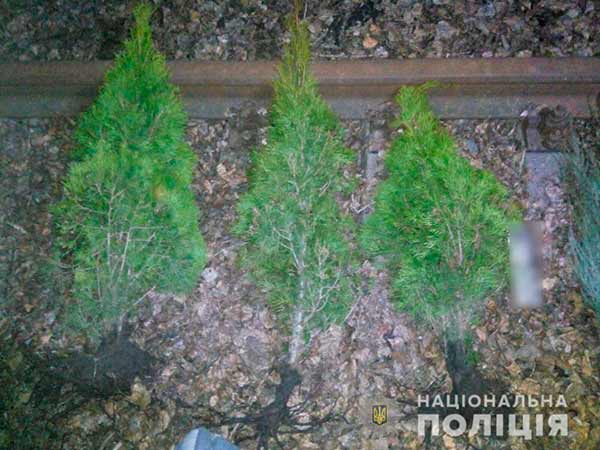 На Полтавщині відшукали та повернули хвойні дерева