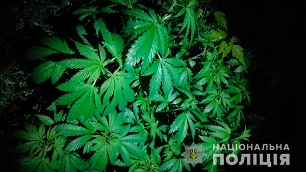 На Полтавщині оперативники затримали наркоділка