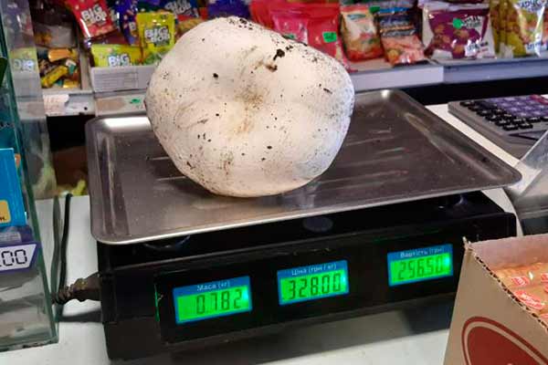 На Пирятинщині зібрали перший врожай шампіньйонів