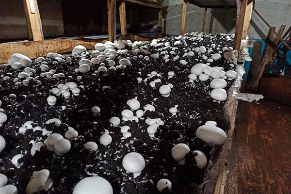 На Пирятинщині зібрали перший врожай шампіньйонів