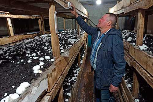 На Пирятинщині в колишньому будинку тваринника зібрали перший врожай шампіньйонів