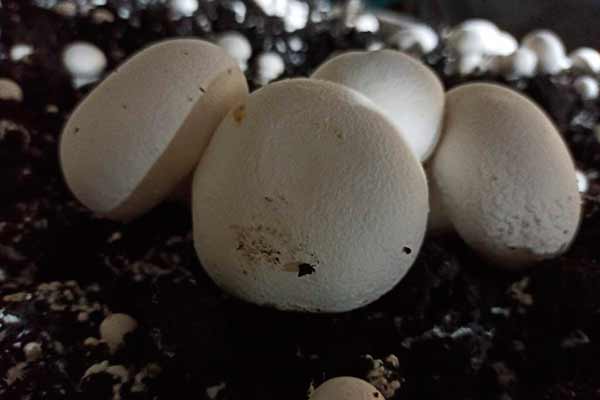 На Пирятинщині зібрали перший врожай шампіньйонів