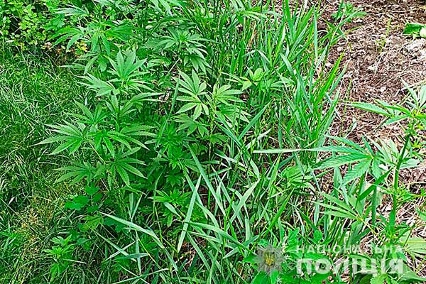 За вирощування коноплі жителю Лубен світить до семи років тюрми