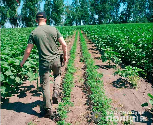 «Плантація» з коноплями