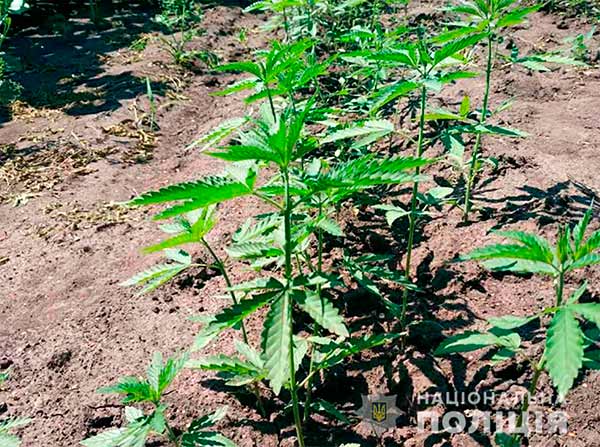 «Плантація» з коноплями