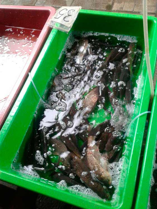 На ринках Полтавщини виявлено незаконний продаж 33 кг риби