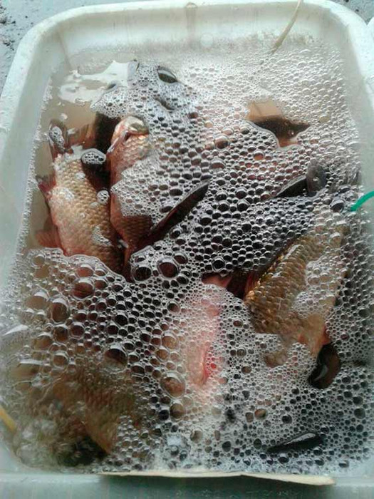 На ринках Полтавщини виявлено незаконний продаж 33 кг риби