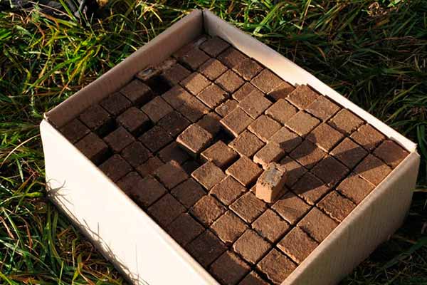 На Полтавщині від сказу продовжують вакцинувати диких тварин