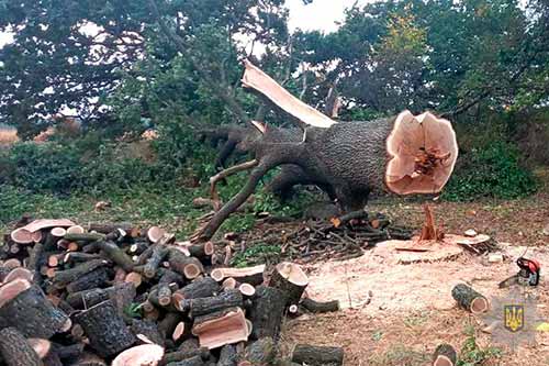  На Полтавщині припинили незаконну порубку дерев дубу (ВІДЕО) 