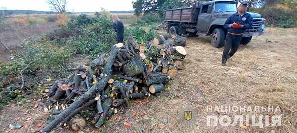 На Полтавщині припинили незаконну порубку дерев дубу