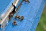  Гребінківська інспекція захисту <b>рослин</b> закликає пасічників дотримуватися правил утримання бджіл 