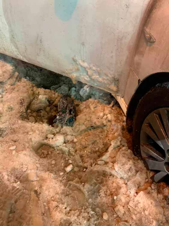 У Полтаві спалили машину депутату міської ради