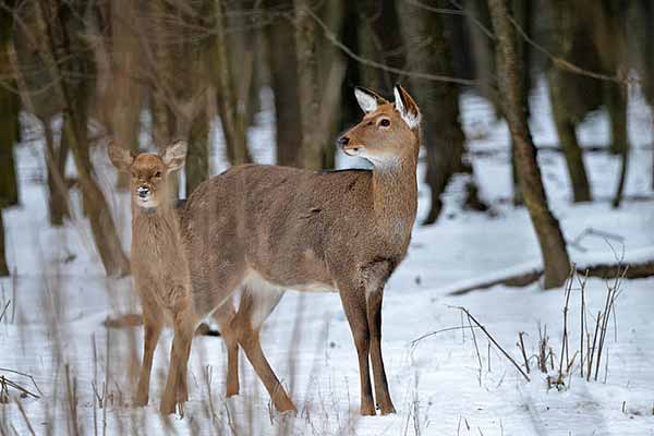 На Полтавщині 37-річний браконьєр, застрелив самку плямистого оленя