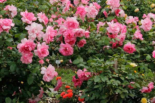 У Гребінці працівники культури та освіти висадили троянди придбані за власні кошти