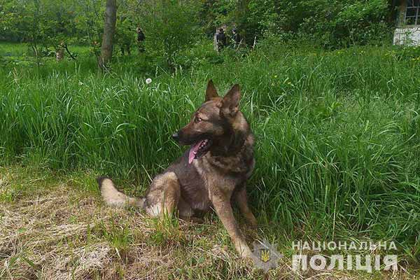 службовий собака