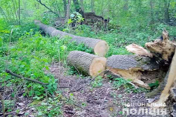 На Полтавщині поліцейські завадили <b>незаконній</b> вирубці <b>лісу</b> (ФОТО) 