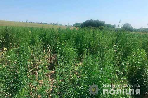  На Полтавщині поліція виявила на соняшниковому полі понад півсотні тисяч <b>рослин</b> конопель 