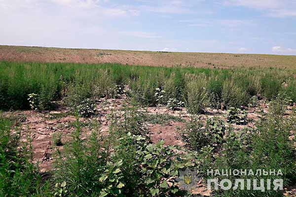 На соняшниковому полі виявили понад півсотні тисяч рослин конопель На соняшниковому полі виявили понад півсотні тисяч рослин конопель