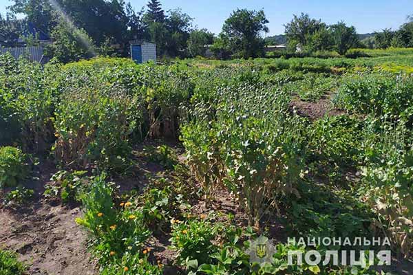 незаконне вирощування снодійного маку