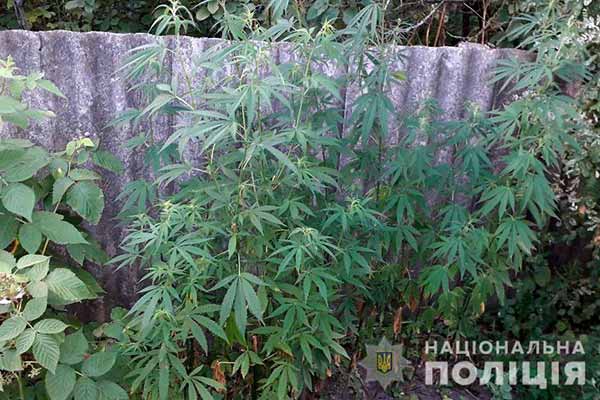 На соняшниковому полі виявили понад півсотні тисяч рослин конопель На соняшниковому полі виявили понад півсотні тисяч рослин конопель