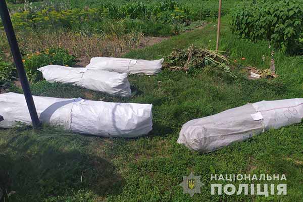незаконне вирощування снодійного маку