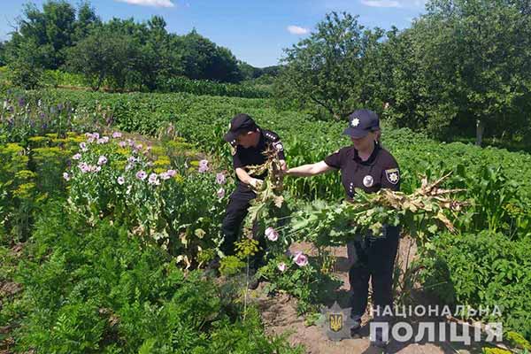 незаконне вирощування снодійного маку