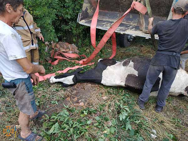 Корова впала у погріб